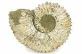 Huge, Bumpy Ammonite (Douvilleiceras) Fossil - Madagascar #289099-1